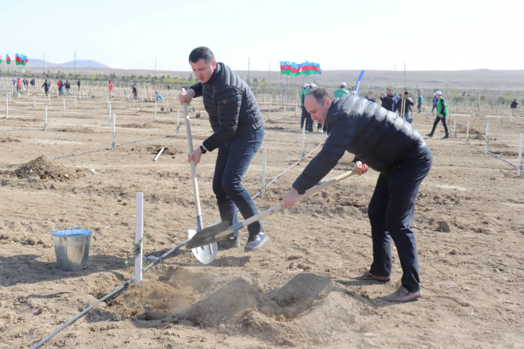 The staff of the Azerbaijan Credit Bureau took part in the tree-planting campaign